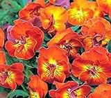 25+ Viola Angel Amber Kiss Flower Seeds / Perennial