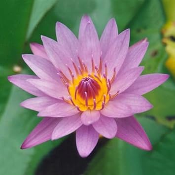 Free Shipping 10pcs Purple Lady Bowl Lotus Seeds 10pcs