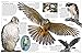 Eyewitness Eagle and Birds of Prey: Discover the World of Birds of Prey―How They Grow, Fly, Live, and Hunt (DK Eyewitness)