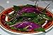 Handama, Suizenjigusa, Okinawa Spinach - Gynura - Edible Houseplant - 4