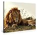 PICANOVA Majestic Lion 100 x 75 cm Premium Canvas Print on 2 cm Wooden Stretcher Frame for Bedroom and Living Room