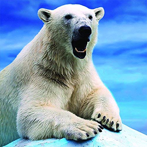 Carte Blanche 3D Holographic Card - Up Close - Polar Bear