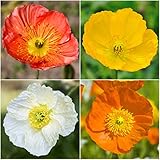 Bulk Package of 100,000 Flower Seeds, Iceland Poppy Mixture (Papaver nudicale) Open Pollinated Seeds by Seed Needs