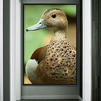 Framed Canvas Wall Art Single Bird Birds Expressive Farmhouse/Country Multicolor Photography Portrait Single - 16x24 inches