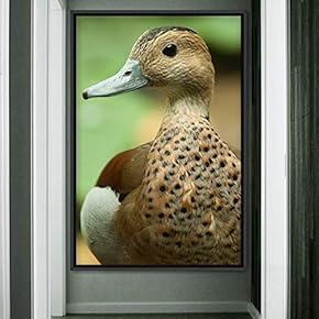 signwin Framed Canvas Wall Art Single Bird Birds...