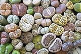 Lesliei Living Stones 25 Mixed Color Seeds - Ships
