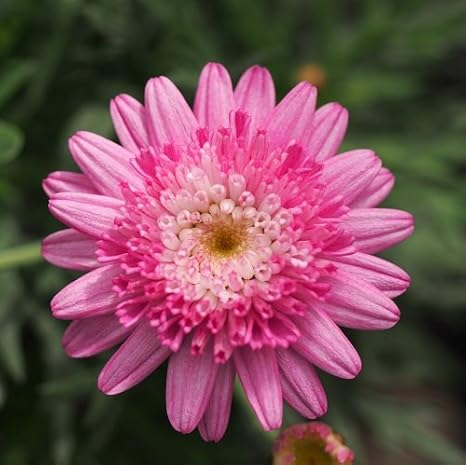 Amazon アネモネ咲き マーガレット スイ ートピンク １株 宿根草 栄養系 17年春の新色 花