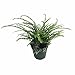 Lemon Button Fern - 4" Pot - Nephrolepis cordifolia Duffii - Live Plant primary