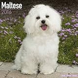 Maltese Calendar - Only Dog Breed Maltese Calendar - 2016 Wall calendars - Dog Calendars - Monthly Wall Calendar by Avonside