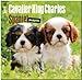 Cavalier King Charles Spaniel Puppies 2015 Calendar
