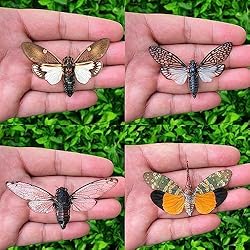 10 Real Assorted Cicadas Beetles Insect Taxidermy