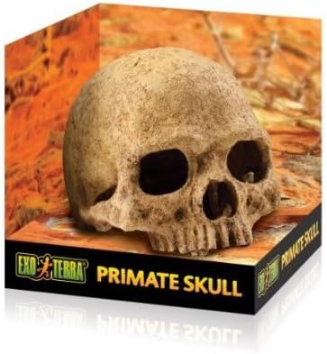 Exo Terra Human Skull Terrarium Décor for Reptiles, skull, terrarium, croc, skull, reptile
