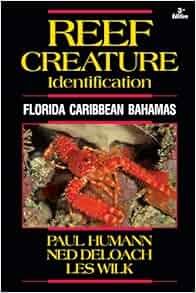 Reef Creature Identification Florida Caribbean Bahamas