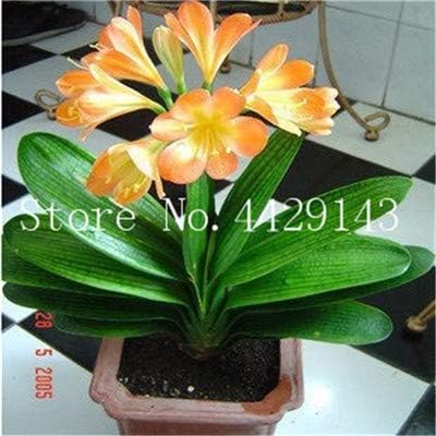 Prime Vista 100 Sta Cke Bonsai Clivia Bonsai Dificiles Arco Iris Clivia Flores Plantas De Maceta Dedicada Windowsill Mehrja Hrige Flores Fa R Jardin Decor 9 Amazon Es Jardin Prime Vista 100 Sta Cke Bonsai Clivia Bonsai Dificiles Arco Iris Clivia Flores Plantas De Maceta Dedicada Windowsill Mehrja Hrige Flores Fa R Jardin Decor 9 Amazon Es Jardin