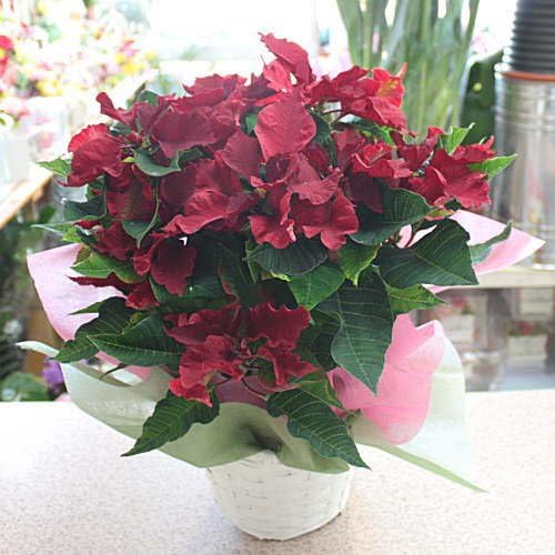 Amazon 赤いっ葉っぱのポインセチア 鉢植え かご付き クリスマスプレゼント お歳暮 誕生日 花 ギフト クロスリースタイル 観葉植物 通販