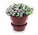 Self Watering + Self Aerating High Drainage Deep Reservoir Round Planter Pot, Maintains Healthy Roots and Moisture, for Indoor & Outdoor & Window Gardens (6 Inch / 1.5 Quart, Plum)