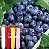 Heirloom Highbush Blueberry (Organic) 125+ Seeds 647923989465 Self Fertile + 1 Free Plant Marker