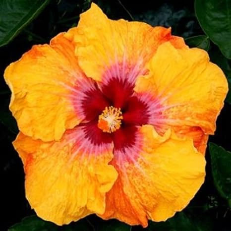 20 Rare Rouge Hibiscus Jaune Graines Géant Assiette Fleur