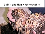 Bestbait.com Canadian Nightcrawlers 120 ct. Worms or 10 Doz. Worms