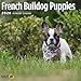 2020 French Bulldog Puppies Wall Calendar by Bright Day, 16 Month 12 x 12 Inch, Cute Dogs Animals Frenchies Canine