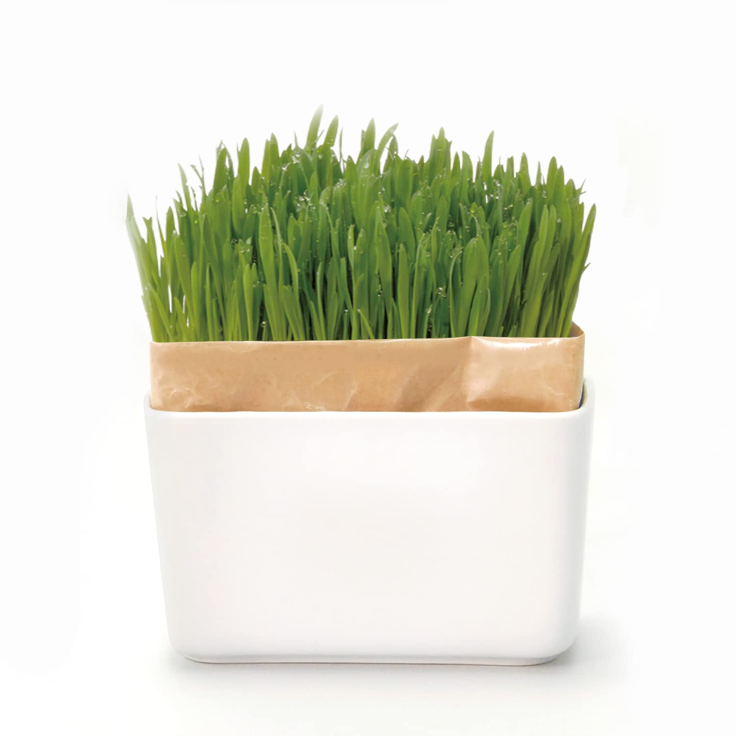 ハリオ (HARIO) 猫草栽培キット にゃんベジ その他 セット 猫商品画像