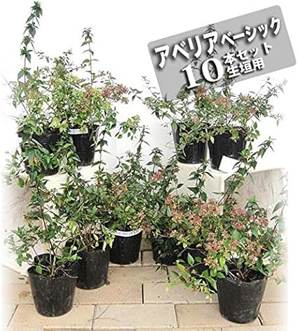 Amazon アベリア ベーシック 5号ポット苗 生垣用 10本セット 庭木 常緑樹 生垣 目隠し グランドカバー 低木 Diy 工具 ガーデン