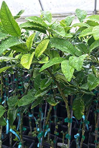 Tavares Limequat Tree, Mexican Kumquat Hybrid Citrus (Excludes: CA,TX,LA,AZ)