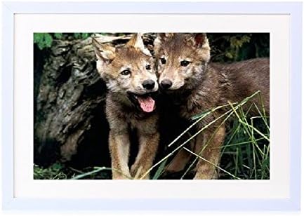 Wolf Puppies - Art Print White Wood Framed Wall Art Picture 16x12 inches Framed