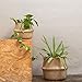 Seagrass Planter Basket | Decorative Woven Belly Basket | Picnic Basket or Indoor Storage for Blankets, Toys or Laundry, by Toma Design (Natural, Large)