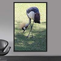 Framed Canvas Wall Art Single Bird Birds Expressive Farmhouse/Country Multicolor Photography Portrait Single - 16x24 inches