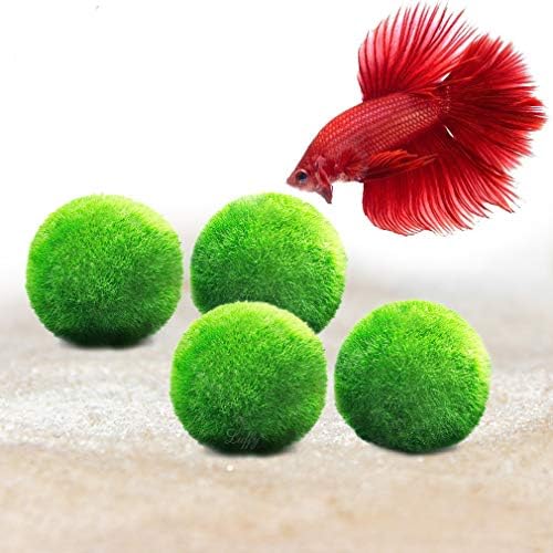 Luffy Doubletail Betta Moss Balls, 1.5 Inches, Vibrant Green Marimo