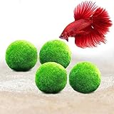 Luffy 4 Giant Marimo Betta Balls (1.5