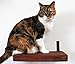 CatastrophiCreations Solid Wood Cat Shelf Handcrafted Wall-Mounted Cat Furniture, English Chestnut, 12