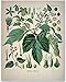 Hops Plant - Vintage Botanical Illustration of Humulus Lupulus 11x14 Unframed Print, Brewery Decor, Home Bar & Mancave Art, Beer Brewing Hops Print, Apothecary & Herbalism Décor