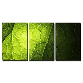 3 Piece Canvas Wall Art - Green Leaf Background Texture, Macro - Modern Home Art Stretched and Framed Ready to Hang - 16"x24"x3 Panels