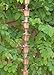Monarch Pure Copper Tulip Cup Rain Chain, 8-1/2-Feet Length