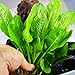 Echinodorus Parviflorus Rosette Amazon Sword Live Aquarium Plant Rooted Bundle for Freshwater Aquatic Tank Decorations by Mainam