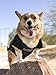 NFL PITTSBURGH STEELERS DOG Jersey, Medium