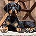 2020 Doberman Pinschers 16 Month 12 x 12 Wall Calendar by Bright Day Calendars (Doberman Pinschers 2019)