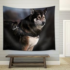 Portrait Swedish Elkhound Dog - Fabric Wall Tapestry Home Decor - 51x60 inches