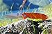 Pelerin Gear H-K20 - Knife - For Outdoor, Camping And Multi-Functional Activities