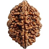 EDMIRIA Nepali Rudraksha Beads 2 Mukhi 3 Faced, 4 Mukhi, 5 Face, 6 Mukhi, 7 Mukhi Certified Natural Himalayan Rudrakhsha Beads for Healing, Pooja, Meditation, Prayer, Japa