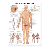 Image de The Spinal Nerves Anatomical Chart