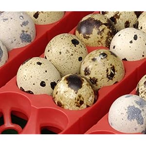 Incubatrice Per Uova Automatica Digitale Con Girauova, Capacità 49 Uova Di Gallina, Anatra, Oca, Tacchino, 196 Uova Di… - immagine 7