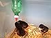 The Chicken Fountain Brooder Bottle Cap - Set