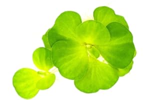 SubstrateSource Live Floating Plant - Water Lettuce (Pistia stratiotes) - Easy Surface Cover for Aquariums & Ponds