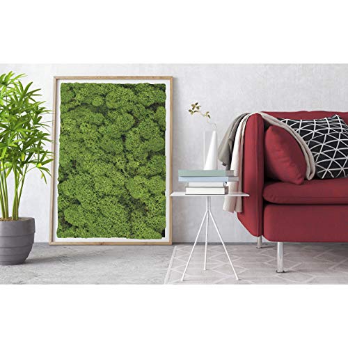 1 Kiste Echtes Moos - Natur Dekomoos zum basteln in verschiedenen frischen Sorten - DIY - Islandmoos, Plattenmoos, Bollenmoos, Hügelmoos Sphagnum Moos (1 x Island Moos grün) – Bild 7