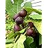 Fig Trees "Chicago Hardy" Includes Four (4) Plants