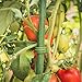 LEBOO 3-Pack(61inch) Vegetable Trellis Tomato Cages Plant Supports, Adjustable Garden Cages Tomato Plant Stakes for Vertical Climbing Plants, with 100 Cable Ties