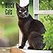 Black Cats - 2017 Calendar 12 x 12in
